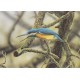 WATERMARK GREETING CARD AZURE KINGFISHER